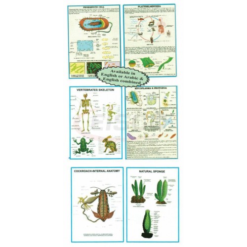 Polyart Charts - Zoology - AMPHIOXUS-CIRCULATORY SYSTEM (1334) Manufacturers in India