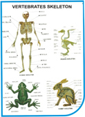 Polyart Charts - Zoology - CONNECTIVE TISSUES-LOOSE (1311) Manufacturers in India
