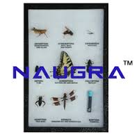Mounted Specimen, Insect Manufacturers in India