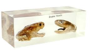 Snake Head, Mounted Specimens Manufacturers in India