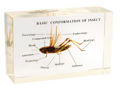 Basic Confirmation of Insect, Mounted Specimen Manufacturers in India