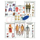 Polyart Charts - HUMAN EYE, EAR AND HEAD (1244) Manufacturers in India