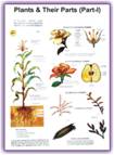 Polyart Charts - TYPES OF ANIMALS (PART-II) PARAMECIUM, AMOEBA, HYDRA, WORM, CRAYFISH, SPIDER (1190) Manufacturers in India
