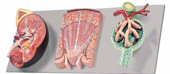 Kidney Section with Renal Nephron and Renal Corpuscle (2882) Manufacturers in India