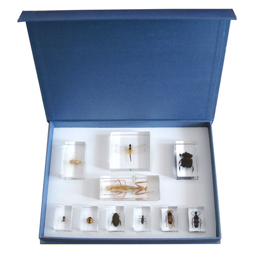 10-pc/box Mounted Specimen Set Manufacturers in India