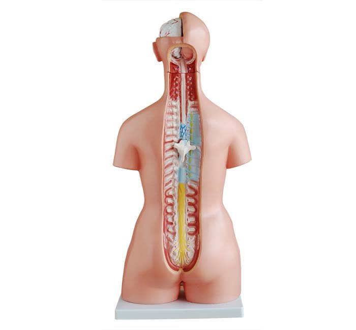 85cm 23-pc Male/female changeable torso Manufacturers in India