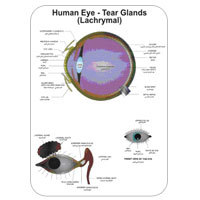 Polyart Charts - Human Physiology - THE LYMPHATIC SYSTEM IN HUMAN (1280) Manufacturers in India