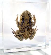 Hop Toad, Mounted Specimen Manufacturers in India
