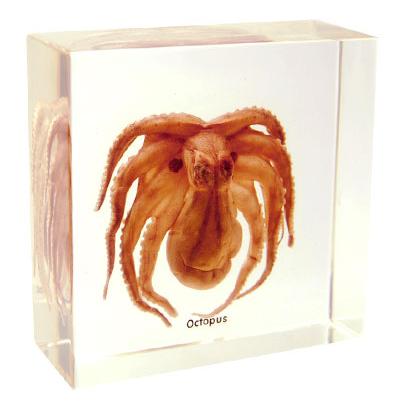 Octopus, Mounted Specimen Manufacturers in India