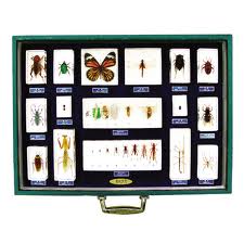 16-pc/box Mounted Specimen Set Manufacturers in India