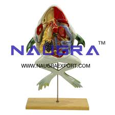 Frog Dissection, Mounted Specimen Manufacturers in India