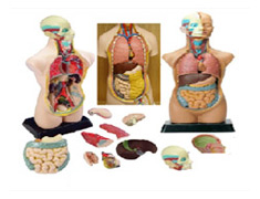 Polyart Charts - Human Physiology - TS IN BLOOD VESSEL (1297) Manufacturers in India