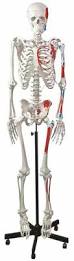 Human Muscular Skeleton (2913) Manufacturers in India