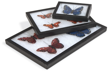 10-pc/box Mounted Specimen Set Manufacturers in India
