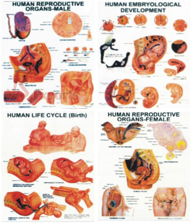 Polyart Charts - Human Physiology - HUMAN-LS IN CENTRAL NERVOUS SYSTEM (CNS) (1303) Manufacturers in India