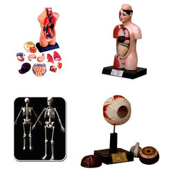 Polyart Charts - REPRODUCTION IN ANIMALS PART-L (1202) Manufacturers in India