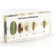 Life Cycle of Butterfly, Preserved Specimen Manufacturers in India
