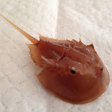 Crab, Preserved Specimen Manufacturers in India