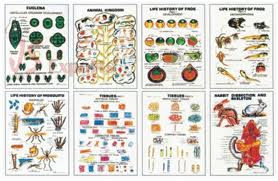 Polyart Charts - Zoology - COCKROACH - THE TERMINAL OF VENTRAL REGION OF MALE AND FEMALE (1351) Manufacturers in India