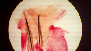 NEREIS PARAPODIUM WM (0213) Manufacturers in India