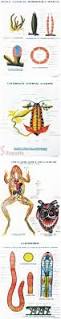 Polyart Charts - Zoology - COCKROACH - EXTERNAL (1350) Manufacturers in India