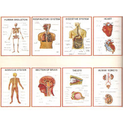 Polyart Charts - RESPIRATORY SYSTEM (1246) Manufacturers in India