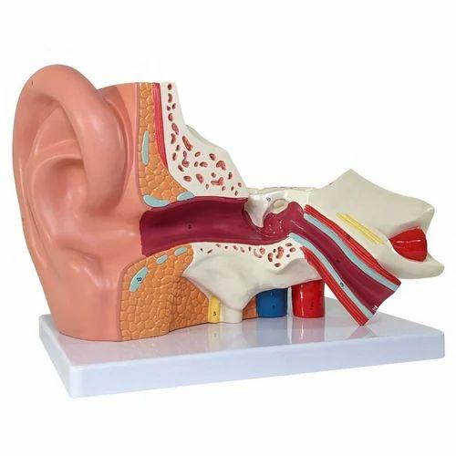 Giant ear model Manufacturers in India
