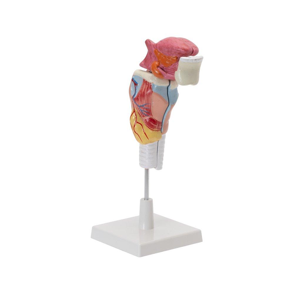 HUMAN TEETH WITH TONGUE AND LARYNX (LSE) Manufacturers in India
