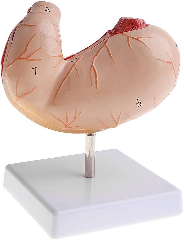 Stomach Model 2 Parts Manufacturers in India
