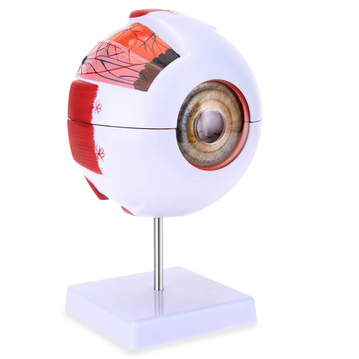 Human eye Manufacturers in India